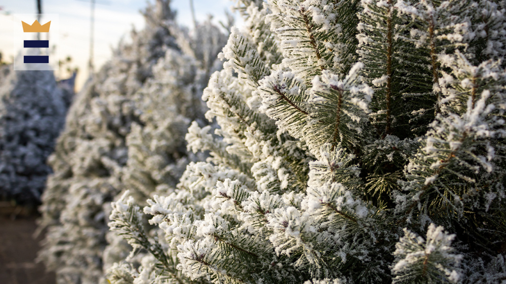 The Giving Tree Project Tree Farm Helps Give Back to Community This Christmas