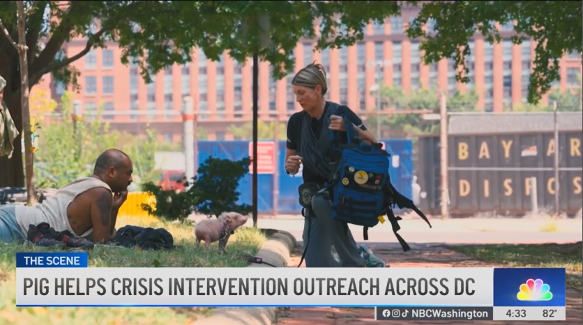 NBC News National: How a mini pig is leading homelessness intervention efforts in DC – NBC4 Washington