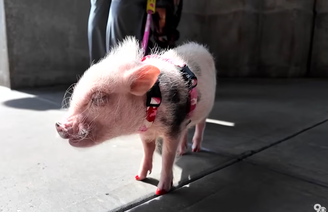 CBS News Story on Synergy: “Viral pig brings smiles and joy to the National Mall”