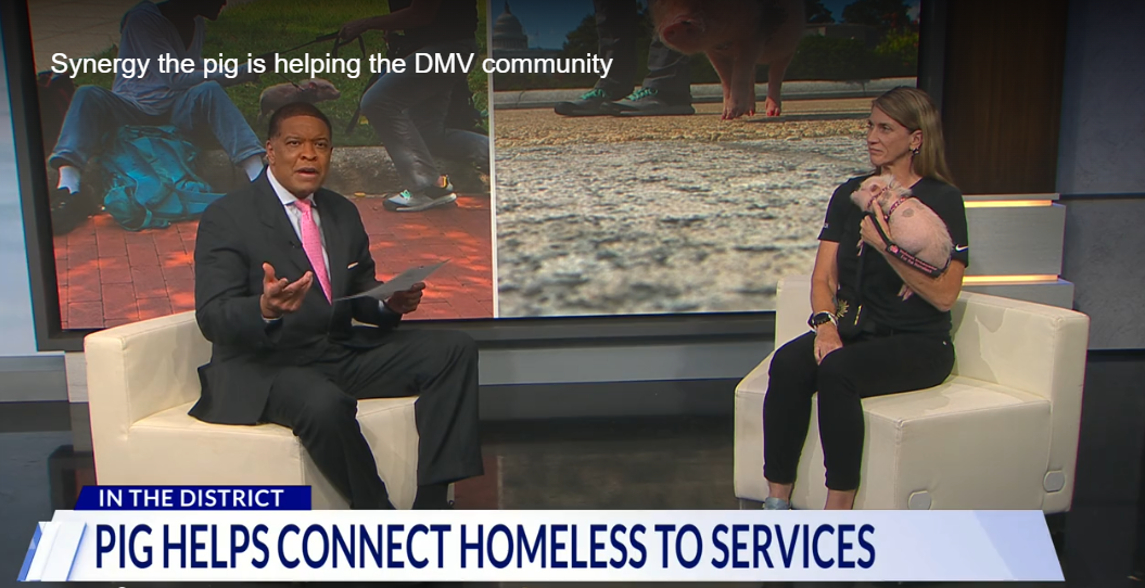 DC Local News : Synergy the pig is helping the DMV community – DC News Now