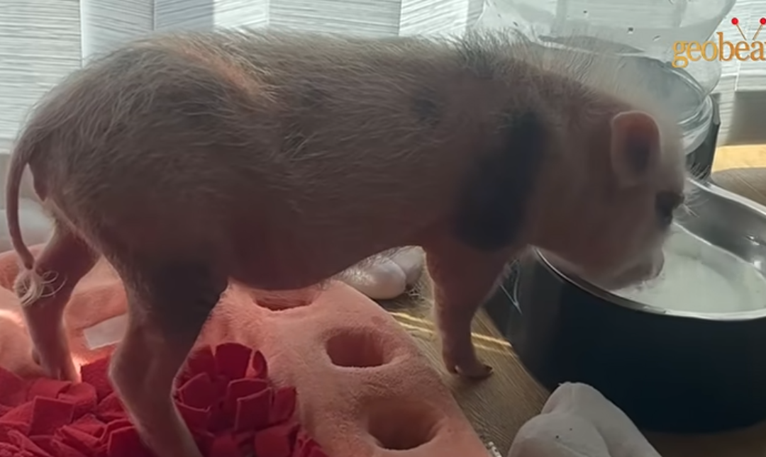 Geobeats:  Woman discovers tiny piglet is way smarter than her dog
